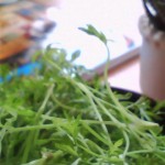 100520_1659~01 100520_1659~01.jpg